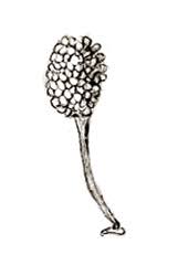 Image result for Habenaria hologlossa