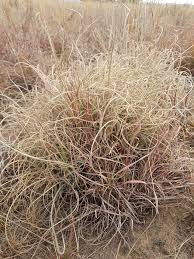 Image result for Tristachya