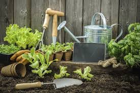 Aussaatkalender 2020 Was Mussen Sie Wann Pflanzen Grillplatz Im Garten Pflanzen Gartenhaus