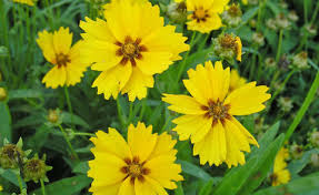 Mostly up to 60 cm, with ideal environment up to 160 cm heyday between july and october Coreopsis Planting Care And Tips Mygarden Com