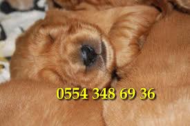 Ankara Da Satilik Golden Retriever Yavrulari Satilik Kopek Ilanlari