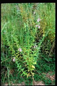 Image result for Ceratotheca