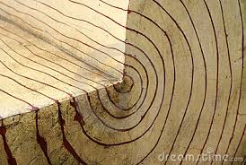 Proses Pembentukan Lingkaran Tahun Pada Tumbuhan Biologi Edukasi Belajar Sains Biologi