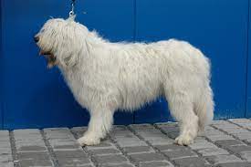 Oct 03, 2019 · the south russian ovcharka, or russian sheepdog for short, was developed in ukraine (when it was still part of the soviet union). South Russian Shepherd Dog Brit
