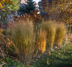 Image result for Panicum novemnerve
