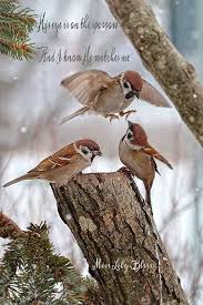 Scripture Collage By Miss Lily Bliss Vogel Fotos Hubsche Vogel Wildvogel