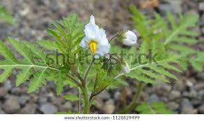Image result for Solanum sisymbriifolium