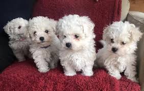Advertise, sell, buy and rehome dogs and puppies with pets4homes Kc Female Bolognese Puppy For Sale Newport Shropshire Pets4homes Bolognese Puppies Puppies Pets Preschool Theme