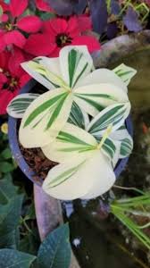 Image result for Costus subbiflorus