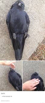 I Ve Never Seen This Species It S The Near Extinct Species The Jackmeowdaw Very Rare And Has No Relation Whatsoev Cok Sirin Hayvanlar Komik Hayvanlar Gulme