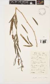 Image result for Indigofera drepanocarpa