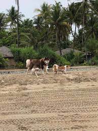 001 a corner of hantharwadi road and hnin si street, yuzana highway complex, yangon (rangoon) myanmar. 24 Hours Veterinary Clinic Yangon Home Facebook