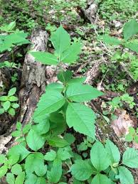 During spring and summer, poison sumac may have pale green or yellow flowers which grow in clusters along separate green stems. Collected On This Day Poison Ivy Carnegie Museum Of Natural History