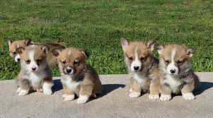 The tails of prairie peak corgi puppies will remain in tact unless other arrangements are made. Cedar Creek Farms Home