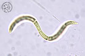 Image result for Cylindropsis