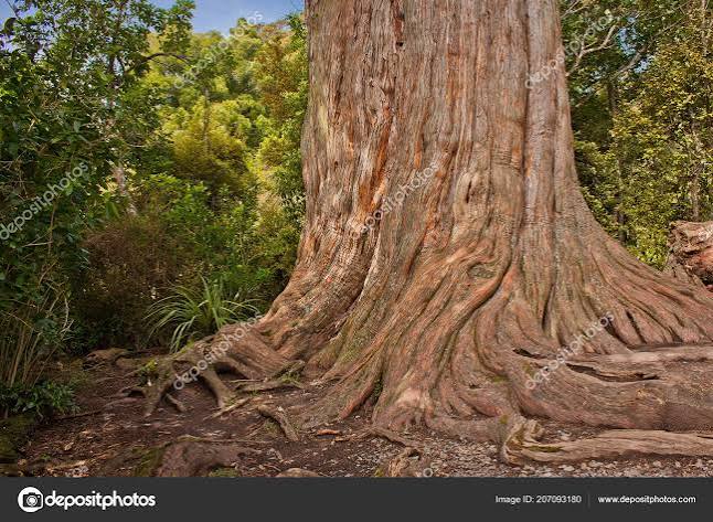 Kauri Tree Waipoua Forest New Zealand Kauri World's Mightiest Trees — Stock Photo © roussien #207093180