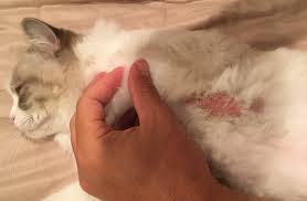 It can be difficult to find a cat's belly button because, unlike human innies and fur typically won't grow on top of a cat's navel, causing many people to mistake it for a bald patch. Pretty Blonde Rag Doll 1 Bald Spot On Belly 2 Red Around Eyes 3 Peeing In Kitchen Thecatsite