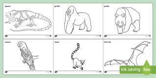 We did not find results for: Tropical Rainforest Animals Colouring Pages Teacher Made