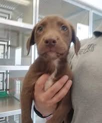 Our labs run freely on over 160 acres of land each evening and are amazing animals. Greeley Co Labrador Retriever Meet Chocolate Lab Puppies A Pet For Adoption