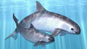 Vaquita marina, cochito, marsopa del golfo de california. La Vaquita Marina Al Borde De La Extincion Por Culpa De La Medicina China