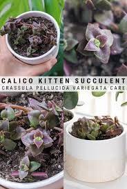 Beautiful variegated crassula with yellow and green leaves. Calico Kitten Succulent Care All About Crassula Pellucida Variegata