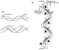 Check spelling or type a new query. Cells Special Issue Cilia And Flagella Structure Function And Beyond
