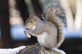 No job is too big or too small. Ase Pest Weed Supplies 1595 N 113th Ave Avondale Az Hardware Stores Mapquest
