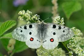 Image result for Parnassius apollo