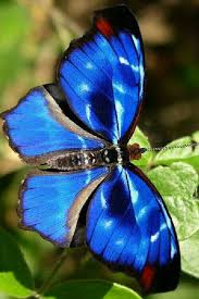 Papillon Bleu Butterflies Moths Most Beautiful Butterfly Butterfly Photos Butterfly Pictures