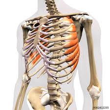 In vertebrate anatomy, ribs (latin: Male Anterior Serratus Muscles Isolated On Rib Cage Human Anatomy On White Background Wall Mural Hank Grebe