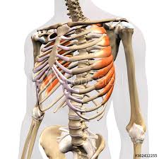 The rib cage is made up of 12 pairs of ribs, 12 thoracic vertebrae, and the sternum. Male Anterior Serratus Muscles Isolated On Rib Cage Human Anatomy On White Background Wall Mural Hank Grebe