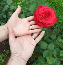 Bişniţari şi primari în aceeaşi berărie se tocmesc schimbând dolarii. Versuri Mihai Adrian Fundeanu