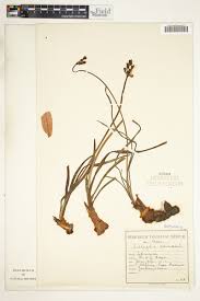 Image result for Tulbaghia alliacea
