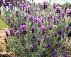 Me bath bath bombs lavender lullaby 2 each instacart. Lavender Plants For Sale Buy Lavender Plants Online Us