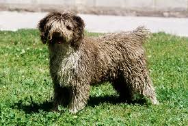Spanish Water Dog - Dog Breed Information - American Kennel Club