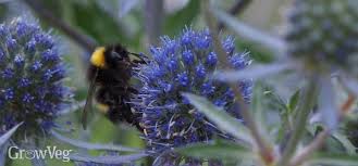 The language of flowers — bees and bubbles. 3 Ways To Boost Pollination