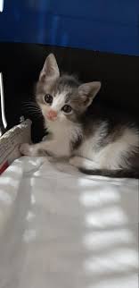 Ucretsiz Kedi Sahiplendirme Ilanlari