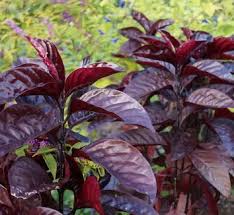 Image result for Eranthemum laxiflorum