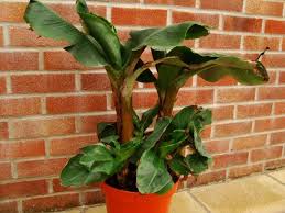 The banana plant belongs to the family of. Musa Banana Dwarf Cavendish Guide Our House Plants