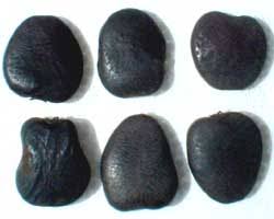 Image result for Intsia