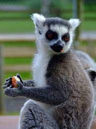 Ring Tailed Lemur Eats Apple Out Of Darling Little Hands By Wildfl Lemur Zhivotnye Foto Zhivotnyh