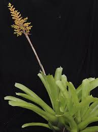 Image result for Alafia caudata