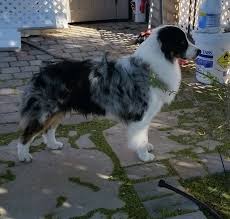 Puppyfinder.com is your source for finding an ideal puppy for sale near tucson, arizona, usa area. Pin On Miniature American Shepherd Tucson Az