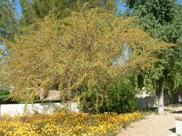 Image result for Acacia farnesiana