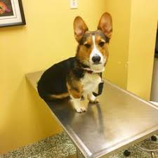Locate the best veterinary clinics in eagan, mn, at veterinarians.com. Veterinarians In Eagan Yelp
