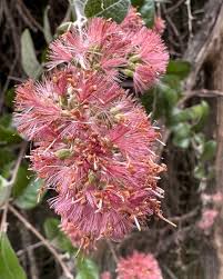 Image result for Grewia stolzii