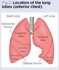 How To Perform Chest Auscultation And Interpret The Findings Nursing Times