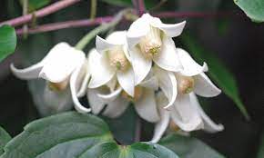 The home of rare, unusual and exciting plants. Clematis Winter Beauty Plant Groupon