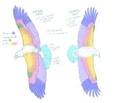 Eagle Feathers Study By Cacodaemonia D36airo Jpg 1200 1050 Pixels Wing Anatomy Eagle Drawing Bird Wings