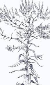 Farvevajd Til Blafarvning Af Garn Isatis Tinctoria Weid Fur Fadenfarben Blau Isatis Tinctoria For Yarndyeing Blue Eisenzeit Age Iron Age
